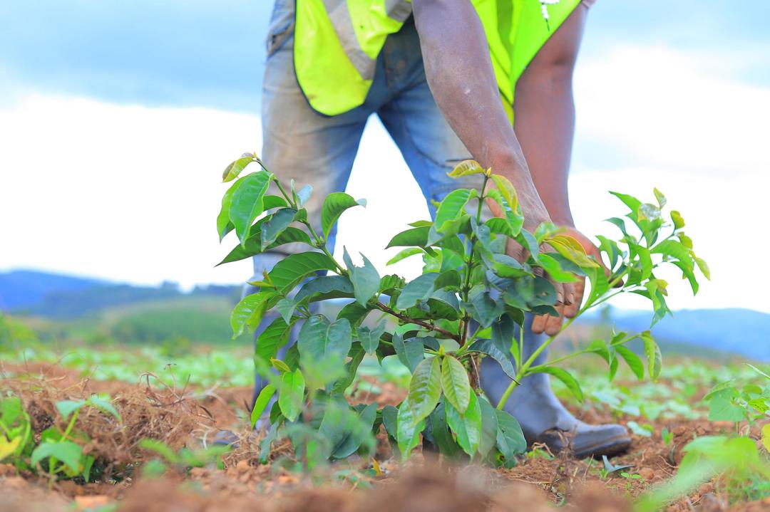 Coffee beans and farming philosophy